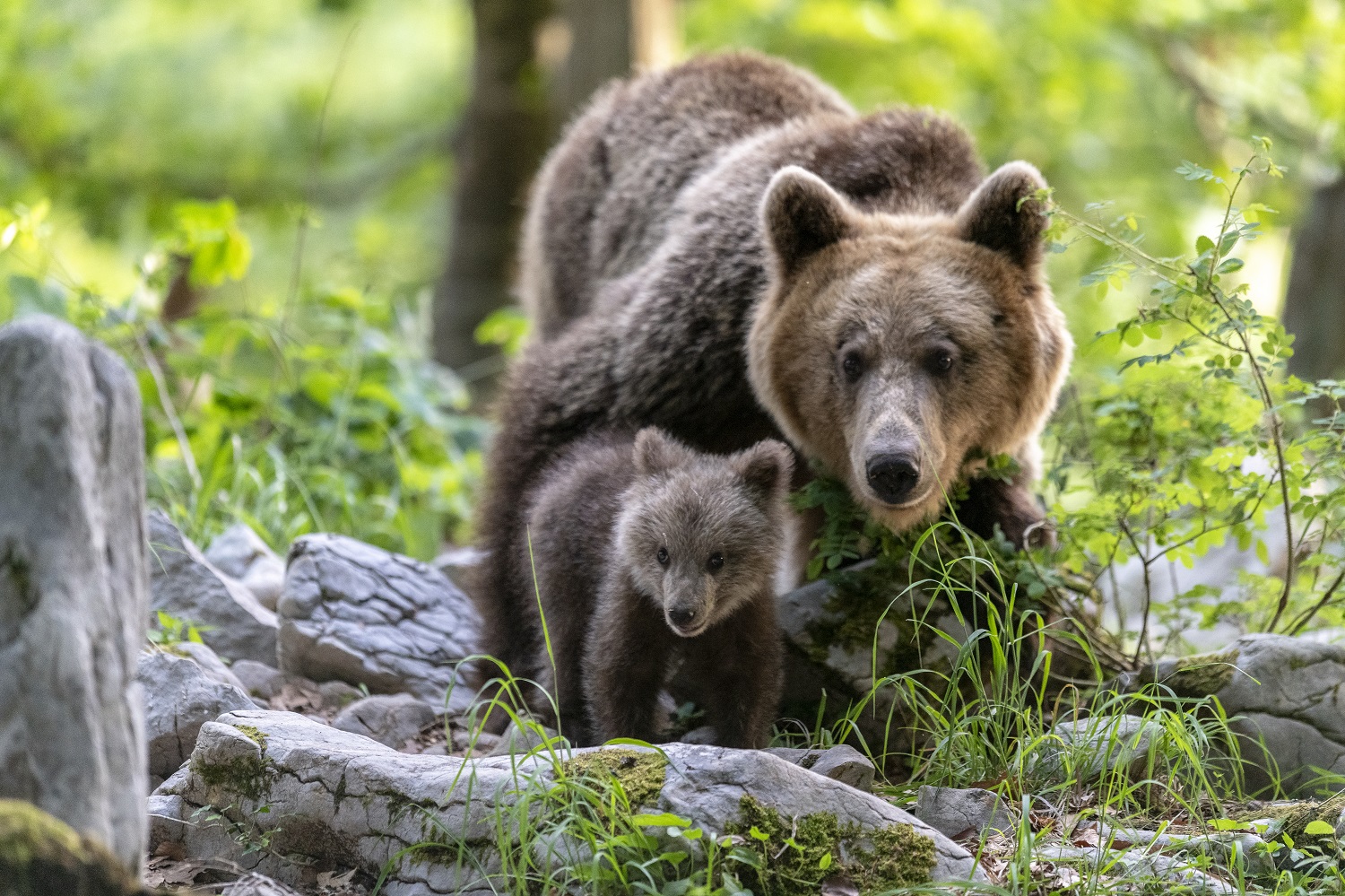 Ours brun
