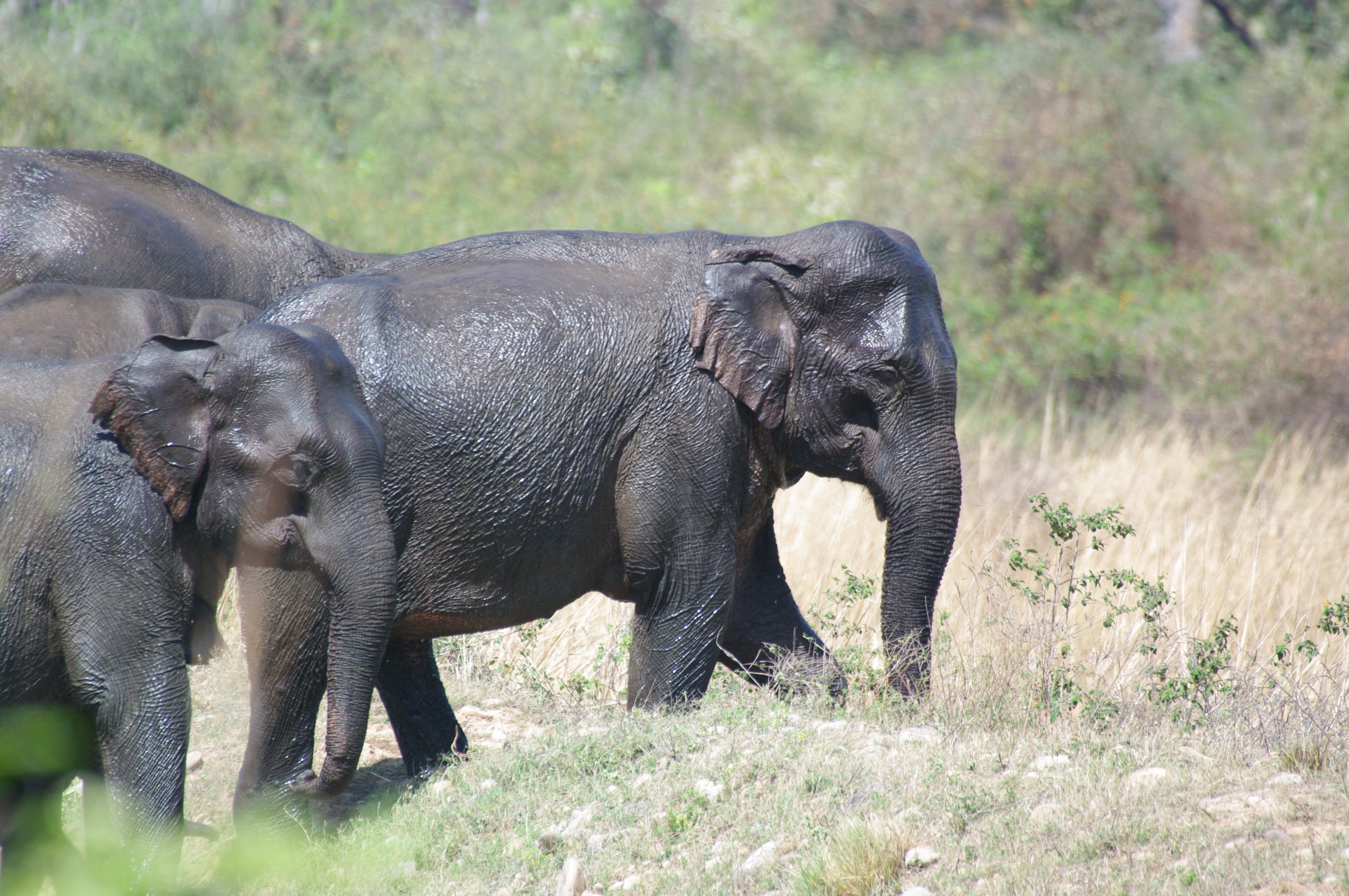 Elephant Asie Corinne Beltzer