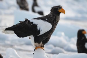 Faune sauvage d'Hokkaïdo en hiver