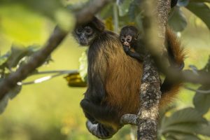 Photo animalière au Panama