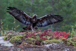 Aigle Royal, Finlande