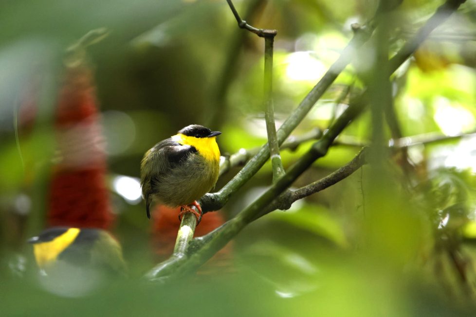 Colombie