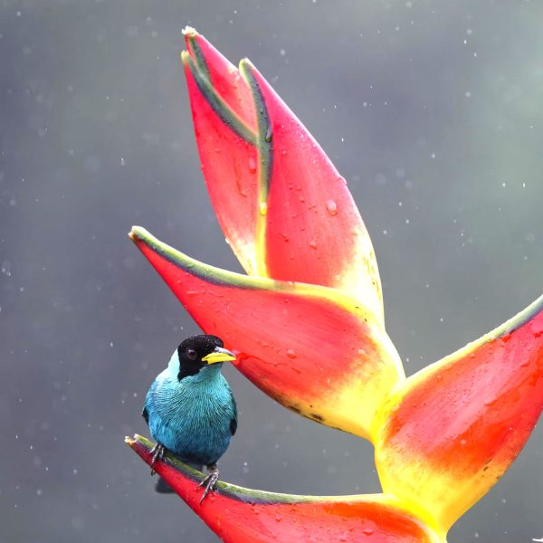 Colombie