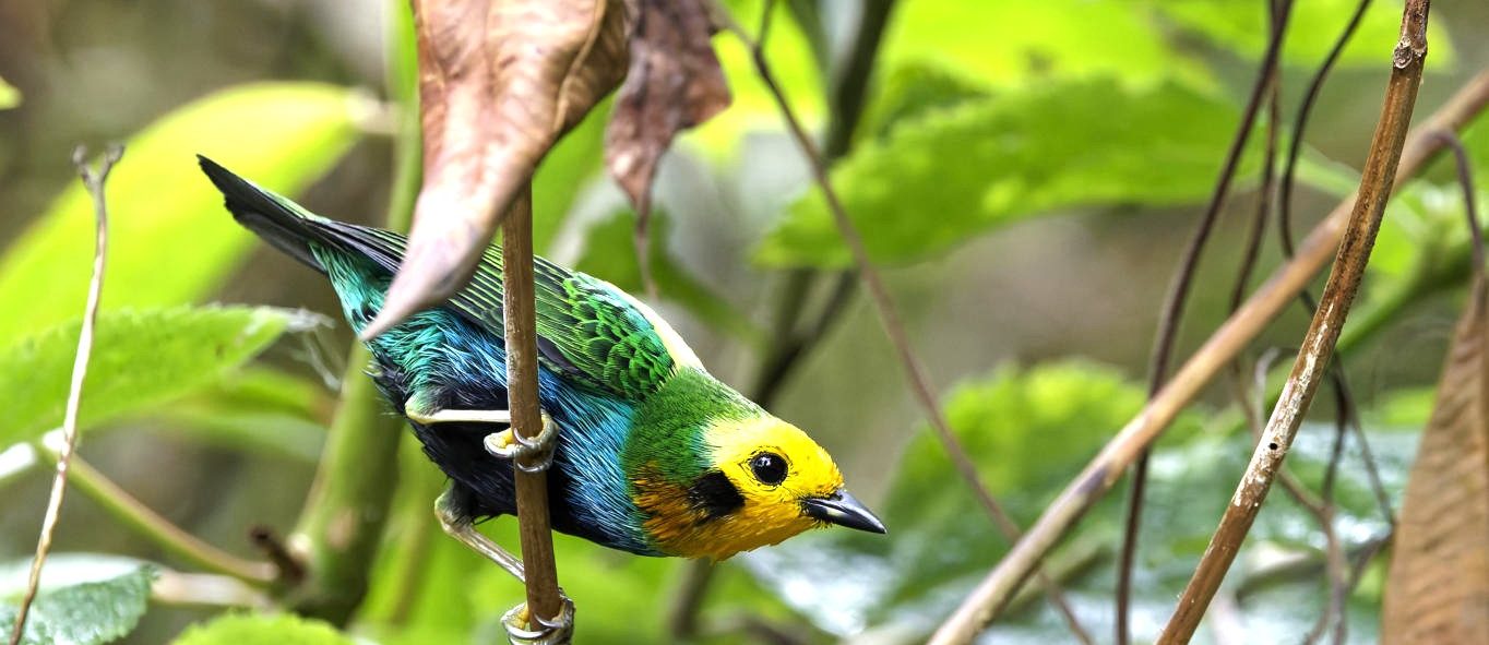 Colombie